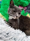 adoptable Cat in martinsburg, wv, WV named Keefer