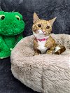 adoptable Cat in martinsburg, wv, WV named Kitty Girl