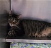 adoptable Cat in , WV named Russell