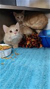 adoptable Cat in , WV named Trendy and Trinity