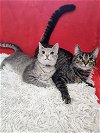 adoptable Cat in martinsburg, WV named Mom and Daughter