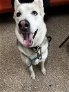 adoptable Dog in martinsburg, WV named Buck
