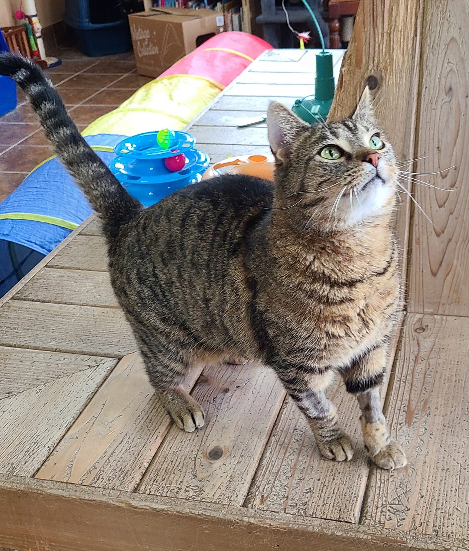 adoptable Cat in Martinsburg, WV named Half Pipe