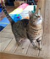 adoptable Cat in martinsburg, wv, WV named Half Pipe