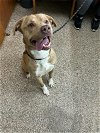 adoptable Dog in , WV named Puppers