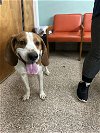 adoptable Dog in martinsburg, wv, WV named Homer