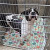 adoptable Dog in martinsburg, WV named Hazelnut