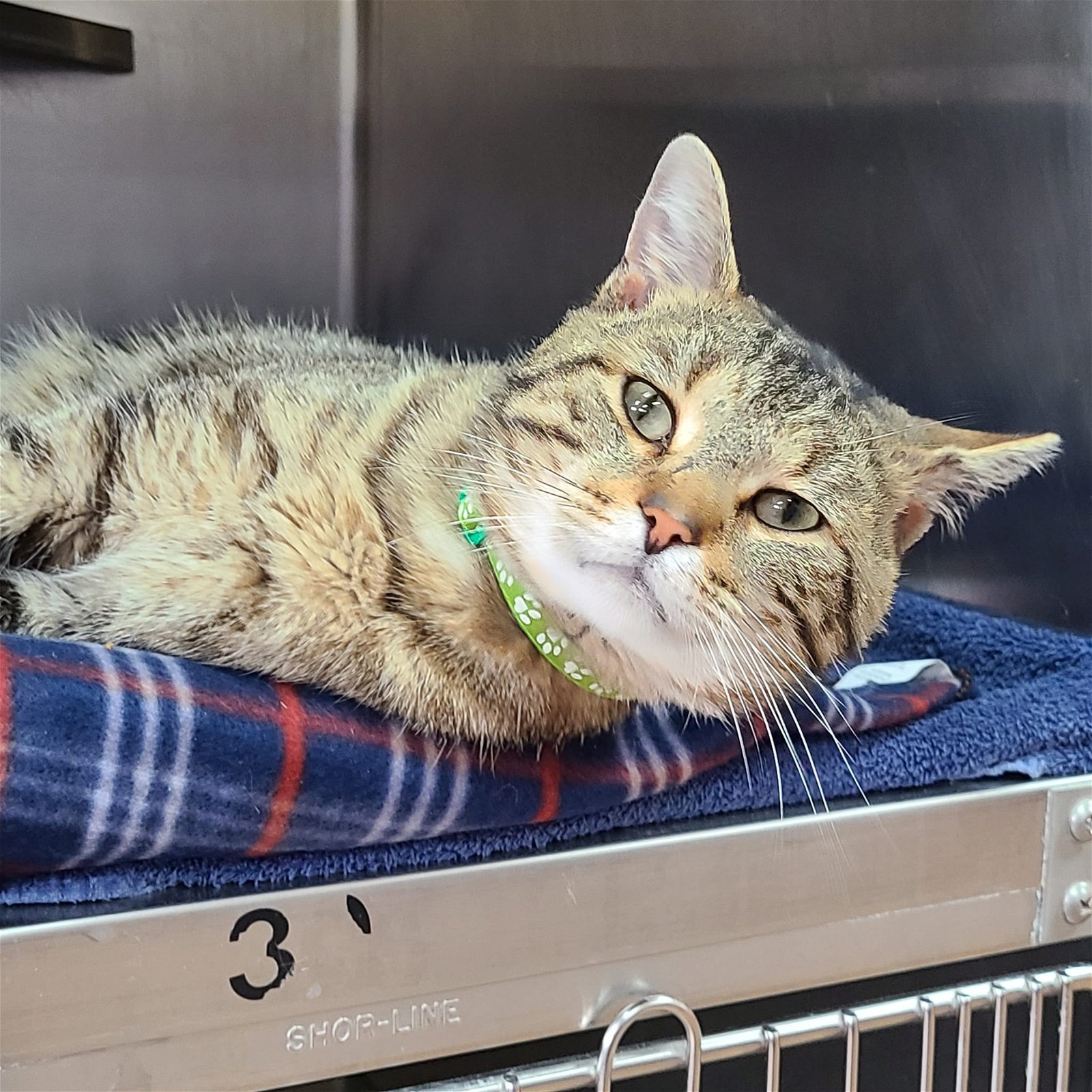 adoptable Cat in Martinsburg, WV named Pinwheel