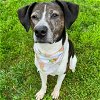 adoptable Dog in martinsburg, wv, WV named Harley Scarlett