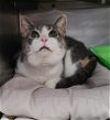 adoptable Cat in martinsburg, WV named Blossom