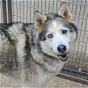 adoptable Dog in martinsburg, WV named Lobo