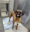 adoptable Dog in martinsburg, WV named Athena
