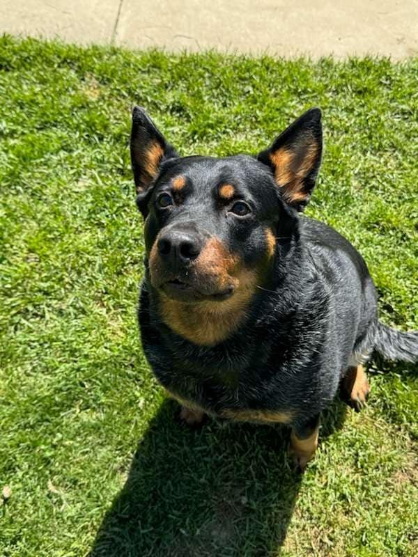 adoptable Dog in Martinsburg, WV named Bella