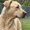 adoptable Dog in martinsburg, WV named Chester