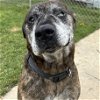 adoptable Dog in martinsburg, WV named Beast