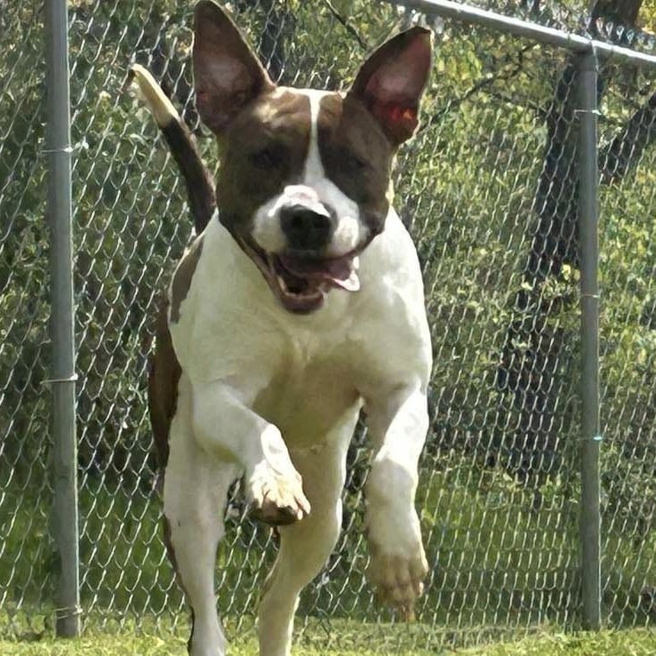 adoptable Dog in Martinsburg, WV named Magnolia