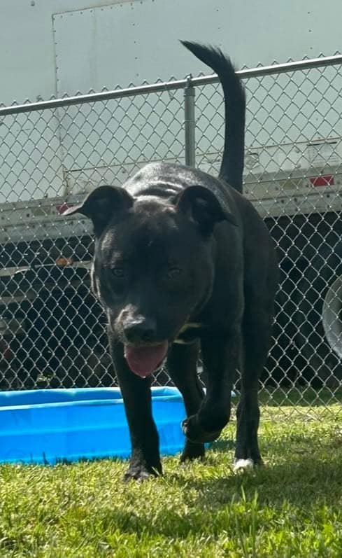 adoptable Dog in Martinsburg, WV named Wesson
