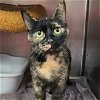 adoptable Cat in  named Ruby