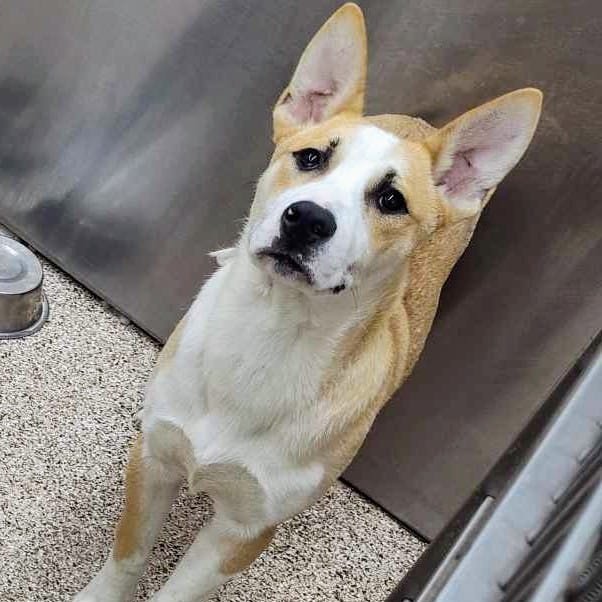 adoptable Dog in Martinsburg, WV named Scuba Steve
