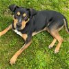 adoptable Dog in martinsburg, WV named Dasher