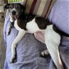 adoptable Dog in martinsburg, WV named Harley