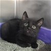 adoptable Cat in , WV named Eight week old Kittens