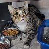 adoptable Cat in martinsburg, WV named Cuddles