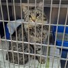 adoptable Cat in martinsburg, WV named Captain