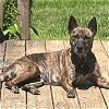adoptable Dog in martinsburg, WV named Bella Pit Mix