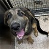adoptable Dog in martinsburg, WV named Heaven