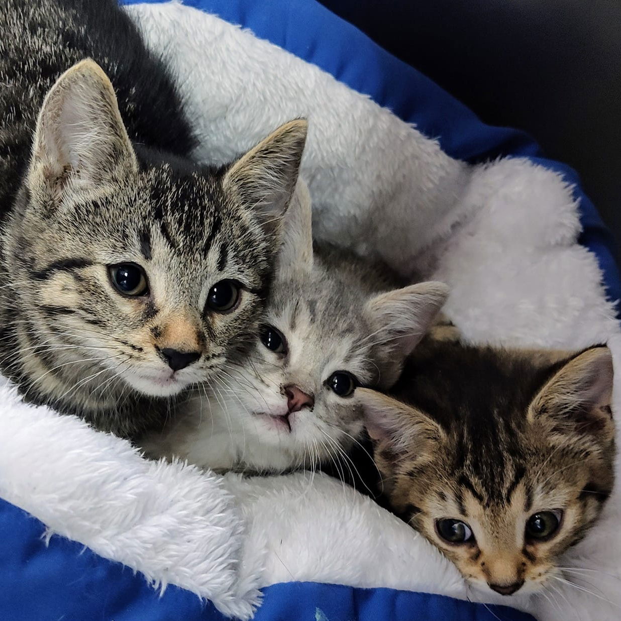 adoptable Cat in Martinsburg, WV named Ada, Thomas and Ginny