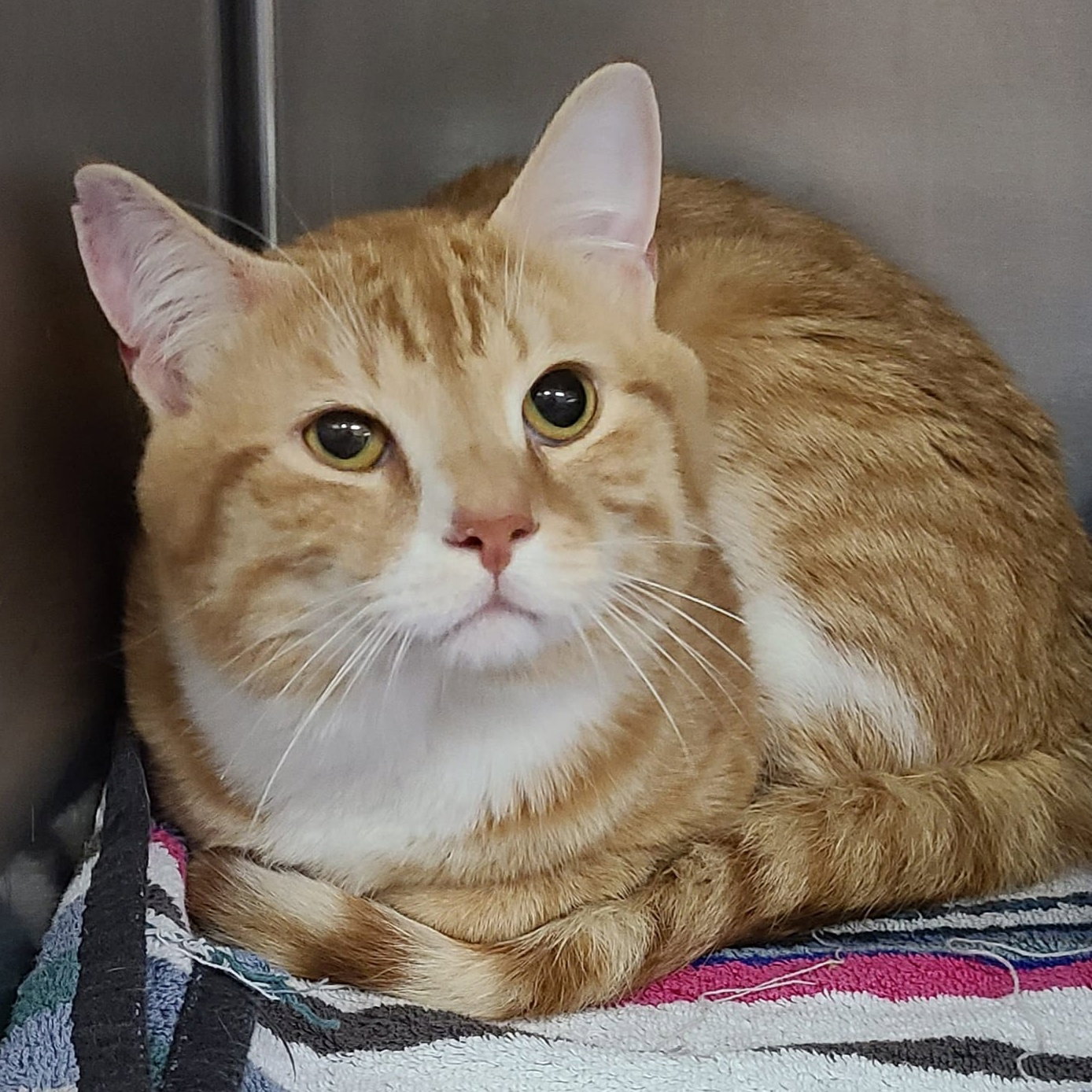 Cats for Adoption in Inwood, West Virginia Alpha Paw