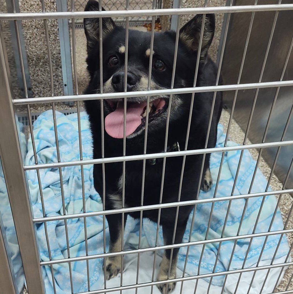 Dog for Adoption - Roscoe, a Chow Chow in Middletown, VA | Alpha Paw