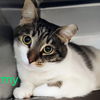 adoptable Cat in , WV named Stormy