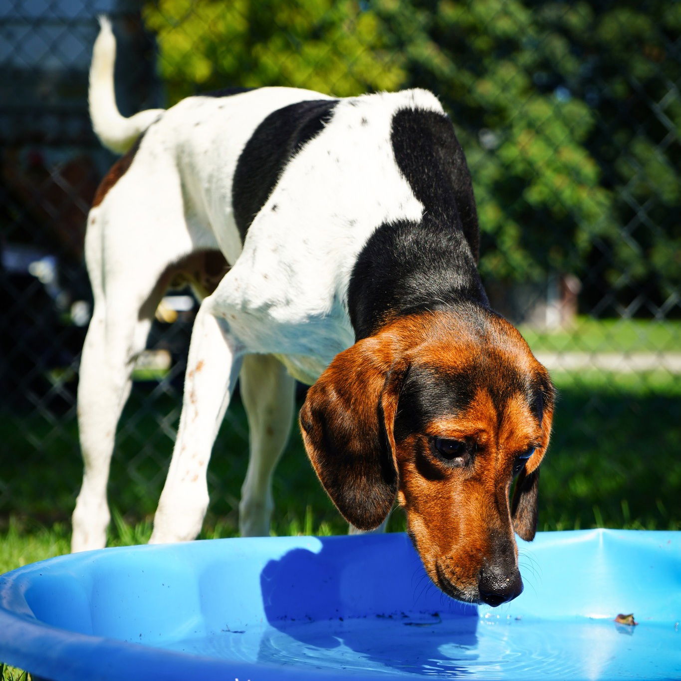 adoptable Dog in Martinsburg, WV named JJ