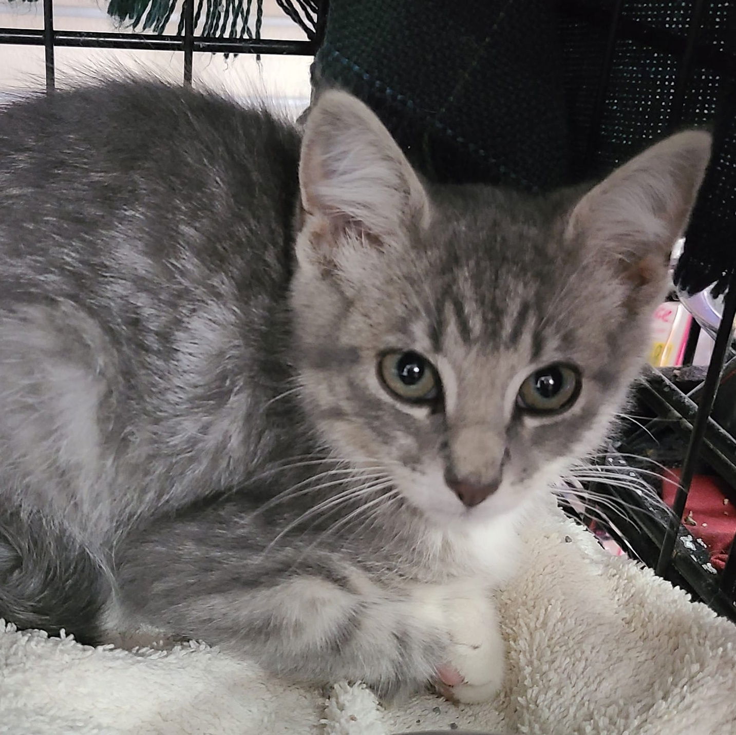 Cats for Adoption in Hampshire County, West Virginia | Alpha Paw