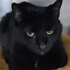 adoptable Cat in , WV named Jaxx