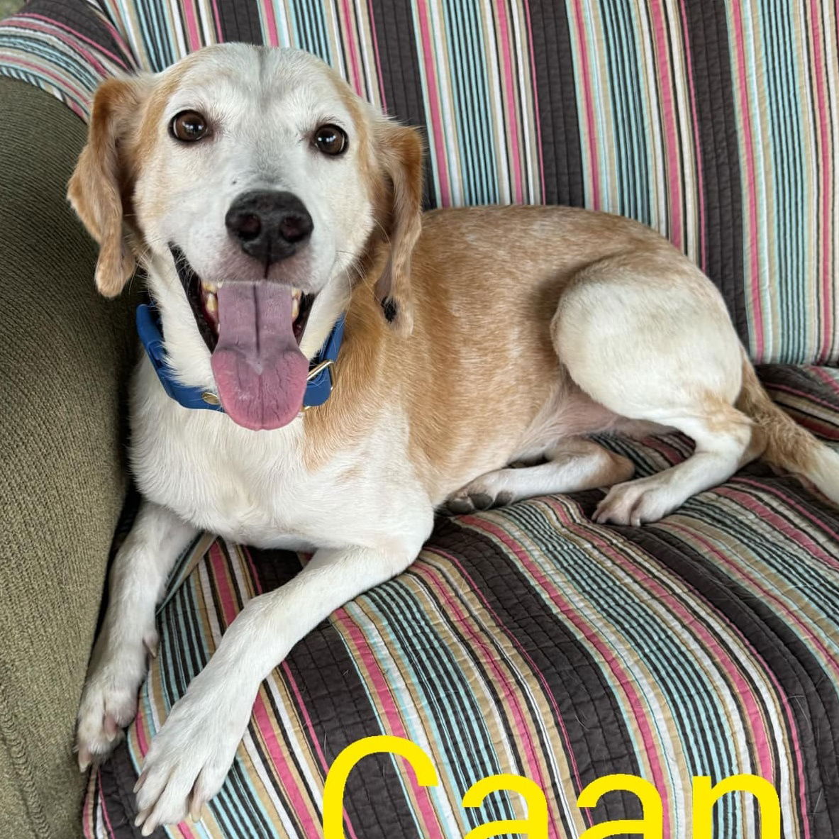 adoptable Dog in Martinsburg, WV named Caan