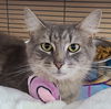 adoptable Cat in Martinsburg, WV named Mya