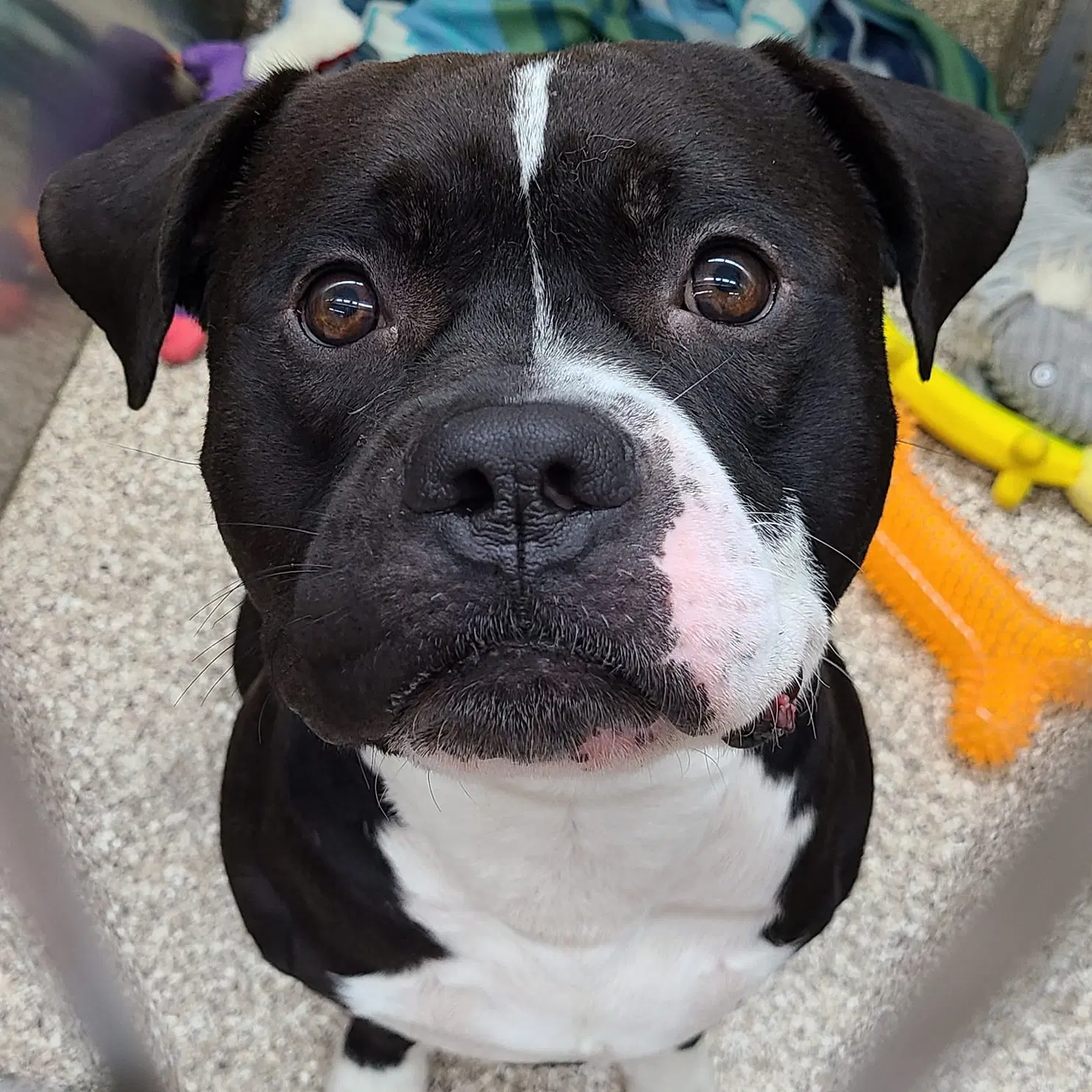 Oden - Pit Bull Terrier