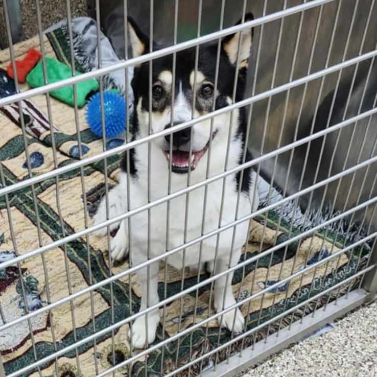 adoptable Dog in Martinsburg, WV named Abandoned on Buck Hill Rd.