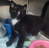 adoptable Cat in Martinsburg, WV named Last Two!