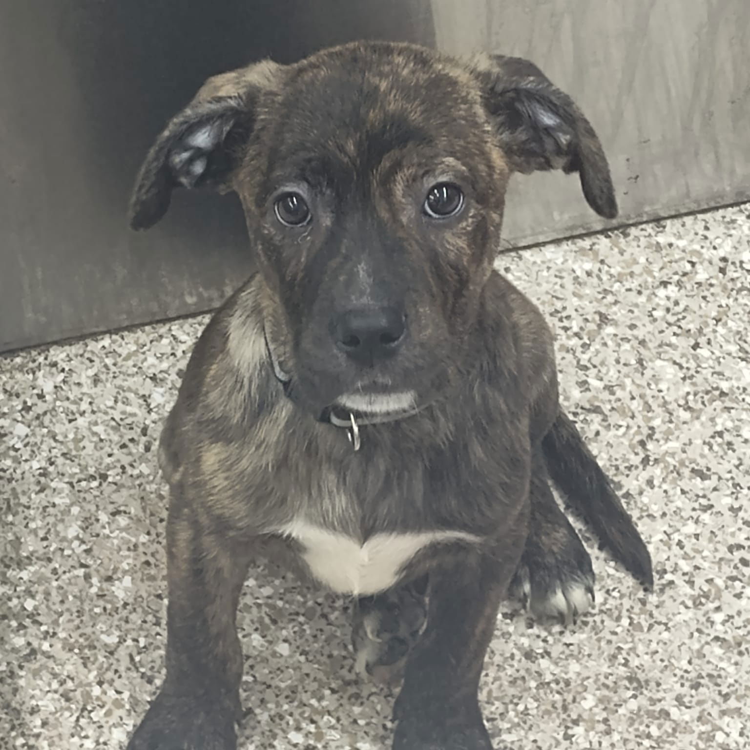 adoptable Dog in Martinsburg, WV named Finn