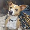 adoptable Dog in , WV named Hennessy