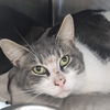 adoptable Cat in Martinsburg, WV named Luke