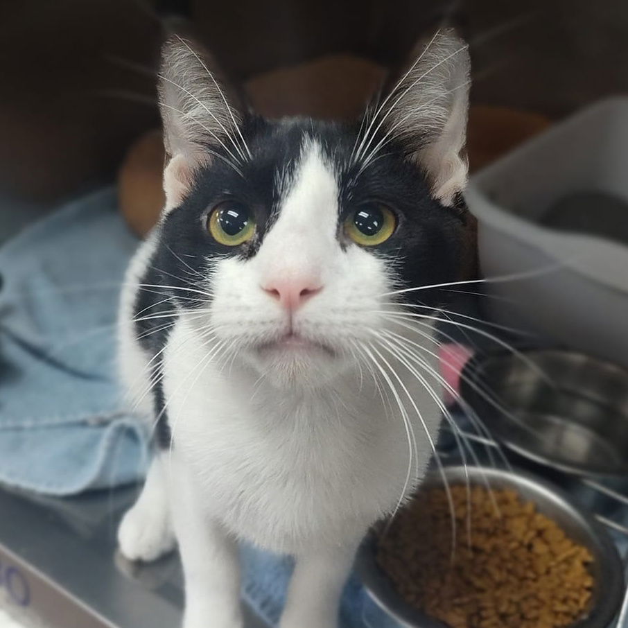 adoptable Cat in Martinsburg, WV named Benji