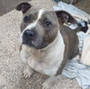 adoptable Dog in , WV named Sadie