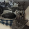 adoptable Cat in , WV named Eight Week Old Kittens