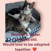 adoptable Cat in , WV named Bro and Sis