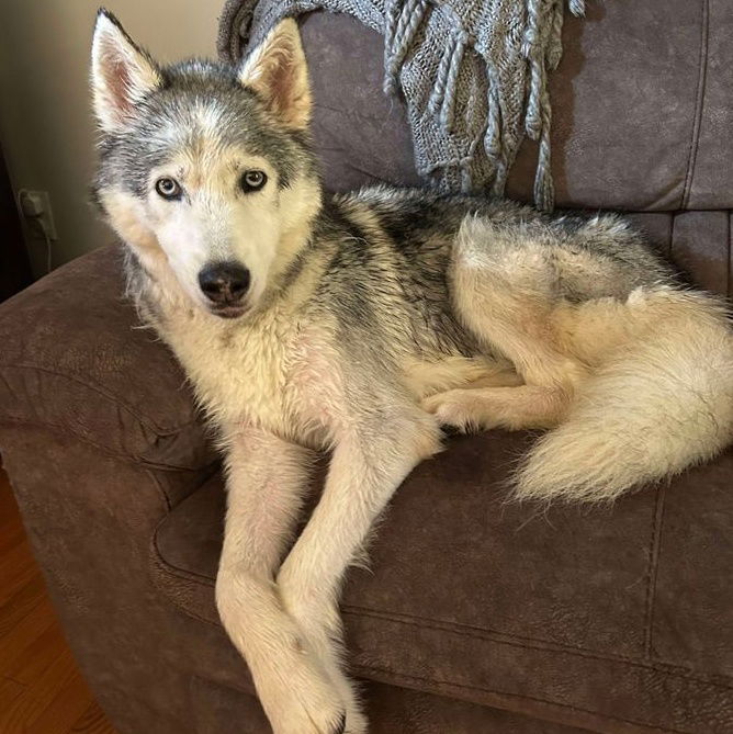 adoptable Dog in Martinsburg, WV named Lobo